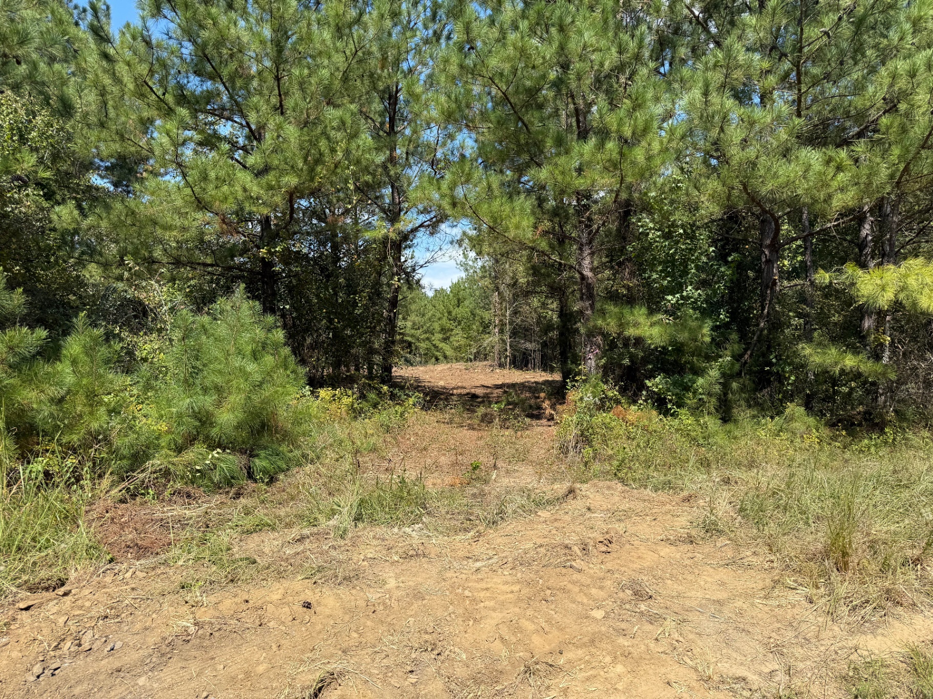 Forestry mulched trail in Northeast Alabama